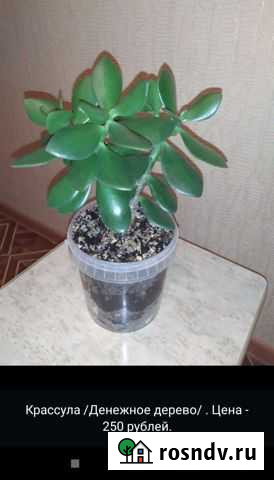 Денежное дерево Ростов-на-Дону - изображение 1