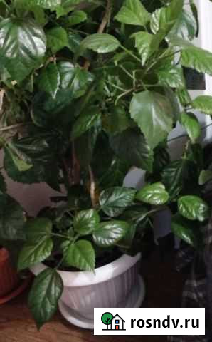 Гибискус Воронеж - изображение 1