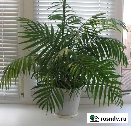 Хамедорея Барнаул - изображение 1