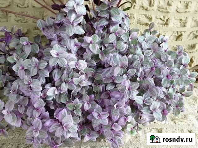 Кализия Розовая пантера Новороссийск - изображение 1