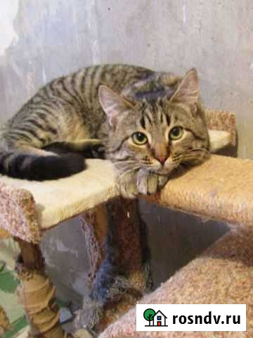 Молодой котик в поиске любящей семьи Нижний Новгород - изображение 1