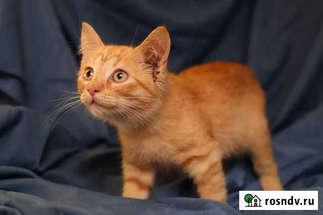 Рыжий шустрый мальчик в добрые руки Белгород - изображение 1