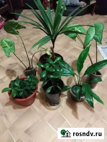 Каланхоэ Ульяновск - изображение 1