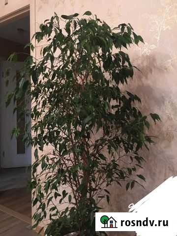 Цветок фикус Рязань - изображение 1