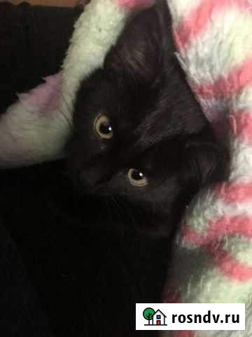 Кошка в дар Саранск - изображение 1