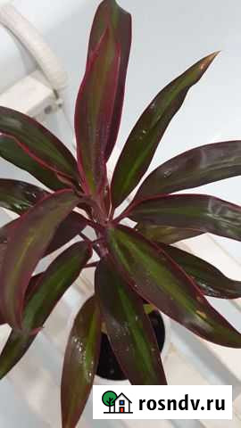 Кордилина Липецк - изображение 1