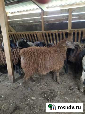 Бараны Сочи - изображение 1