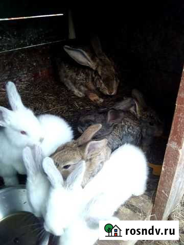 Кролик Аргаяш - изображение 1