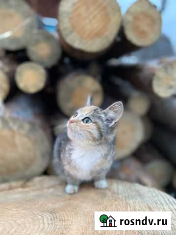 Котята Воскресенск - изображение 1