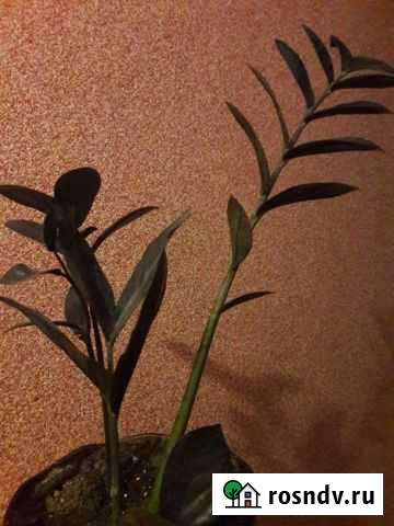 Замиокулькас, фикус Старый Оскол - изображение 1