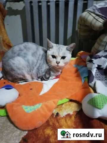 Британская кошка Локоть - изображение 1