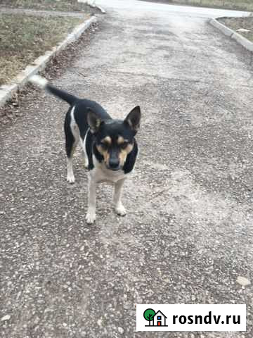 Ищем дом песику Бугульма - изображение 1