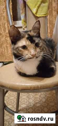 Кошка Островцы - изображение 1