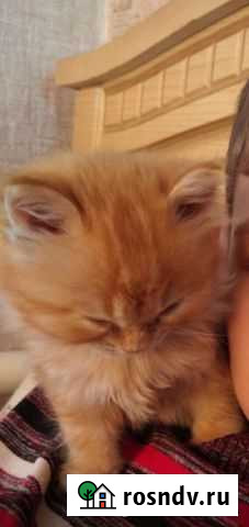 Котик в дар Ильский - изображение 1