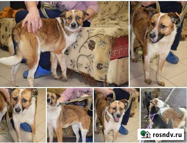 Собака девочка Лола 11 кг ищет дом Ростов-на-Дону - изображение 1