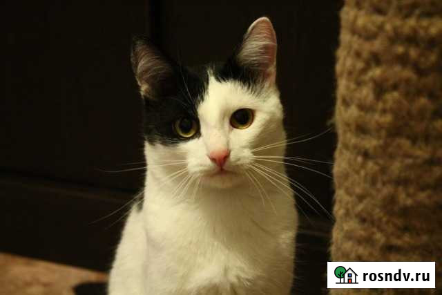 Кот ждет кошку Стерлитамак - изображение 1