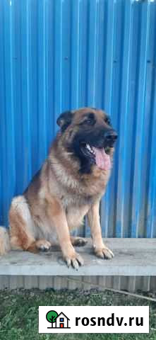 Немецкая овчарка вязка Новодмитриевская - изображение 1
