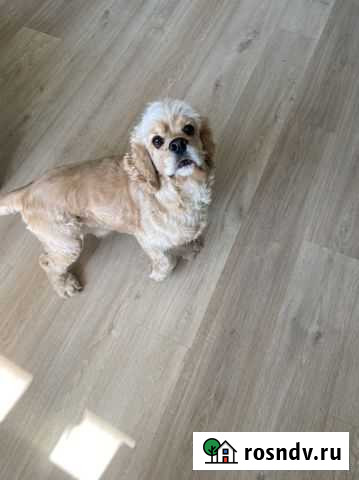 Спаниель для вязки Чебоксары - изображение 1