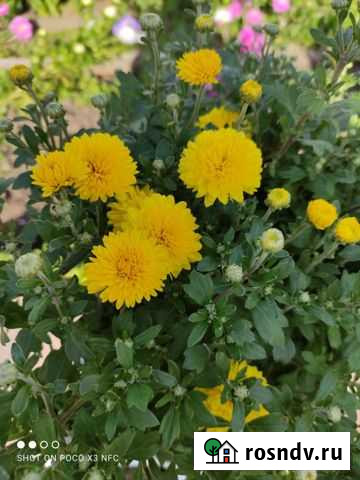 Хризантемы мультифлора Саянск - изображение 1