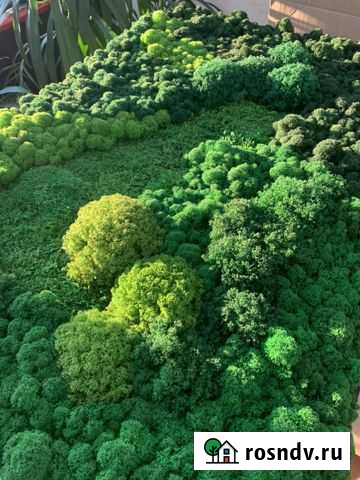 Цветной мох Ижевск - изображение 1