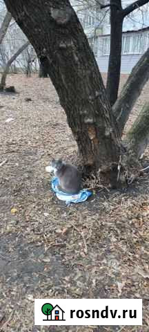 Кот в добрые руки Ульяновск - изображение 1