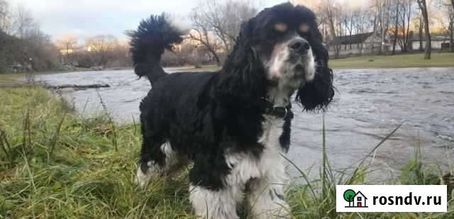 Американский кокер спаниель вязка Псков - изображение 1