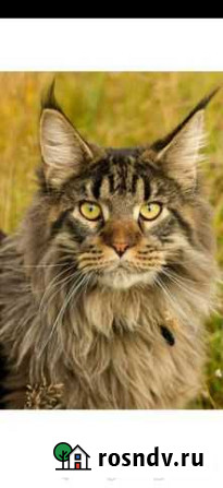 Кошка 4года +котенок Краснодар - изображение 1