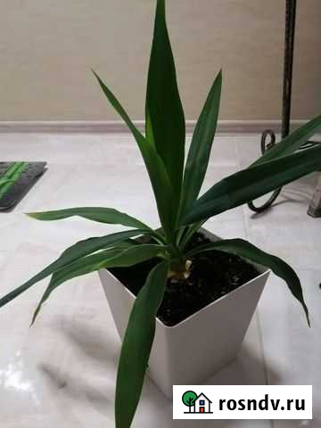 Пальма юкка Ростов-на-Дону - изображение 1