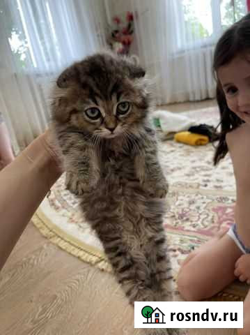 Котенок девочка Ачхой-Мартан - изображение 1