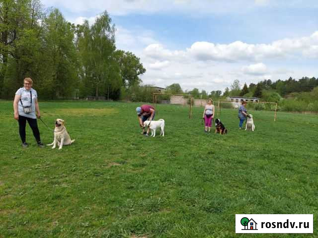 Кинолог /Дрессировка / передержка собак Великий Новгород - изображение 1