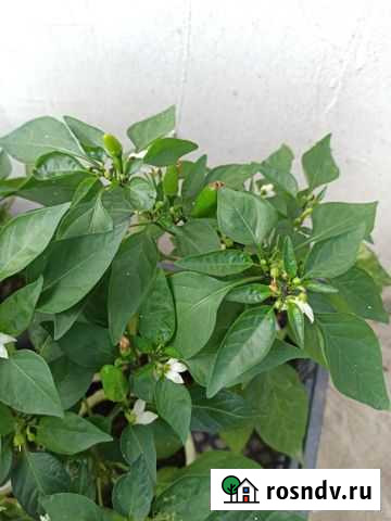 Перец острый комнатный острый Тула - изображение 1