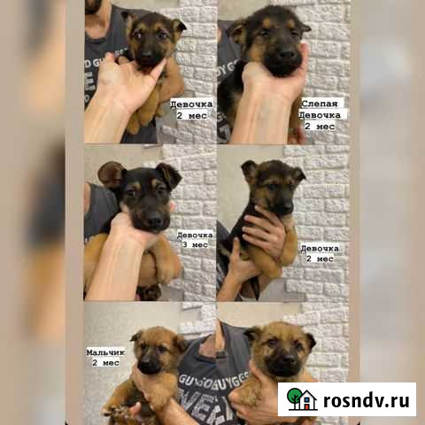 Щенки в дар Наро-Фоминск - изображение 1