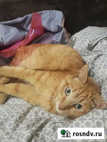 Котик Лео ищет дом кастриров Тюмень - изображение 1