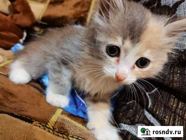 Кошка Златоуст - изображение 1