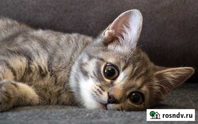 Шпротик в добрые ручки Обнинск - изображение 1