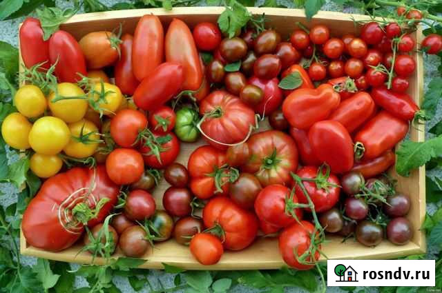 Коллекционные томаты. Семена. 400 сортов Воронеж - изображение 1