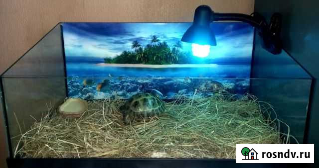 Сухопутная черепаха и все для ее содержания Москва - изображение 1