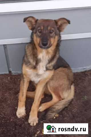 Щенок девочка в добрые руки бесплатно Новозыбков - изображение 1