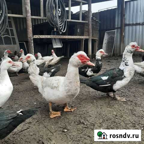 Мускусные утки Моздок - изображение 1