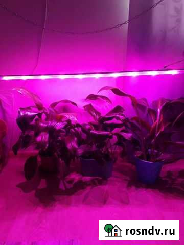 Фитолампа для растений Таганрог - изображение 1