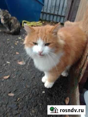 Рыжик, кот в добрые руки Истра - изображение 1
