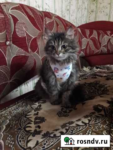 Кошка (стерилизованная) Старая Майна - изображение 1