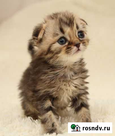 Шотландские котята из Питомника KetMari Ухта - изображение 1