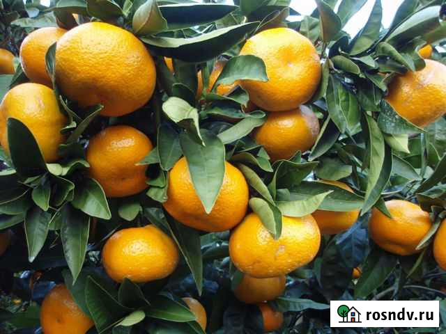 Мандарин Уншиу 60-80 см.от горшка Волгоград - изображение 1