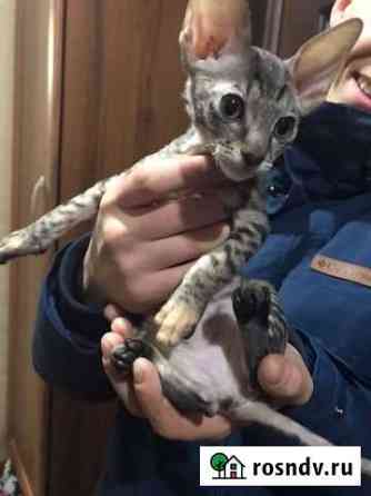 Кошечка корниш-рекс Псков