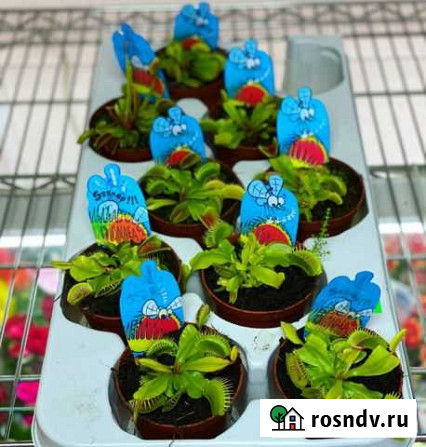 Венерина мухоловка Симферополь - изображение 1