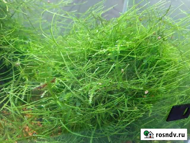 Зелень Петрозаводск - изображение 1