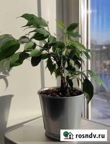 Фикус Хабаровск - изображение 1