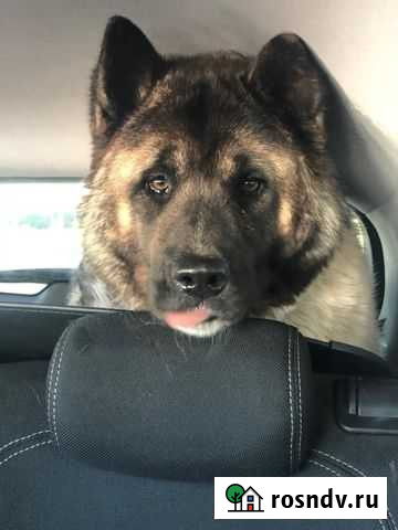 Американская Акита(ищу невесту) Казань - изображение 1