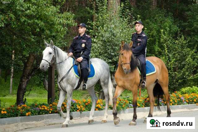Полицейский-кавалерист Краснодар - изображение 1